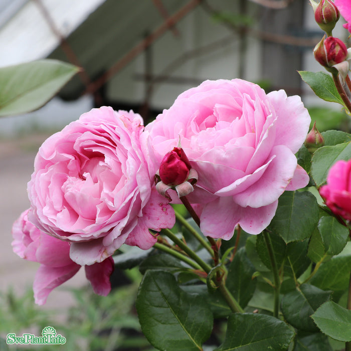 Rosa 'Our Last Summer' A kval C7,5