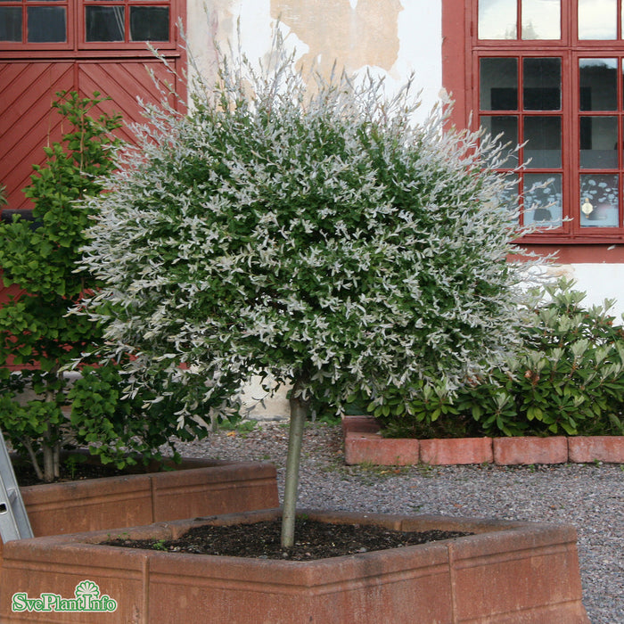 Salix integra 'Hakuro Nishiki' Stam C6 40cm