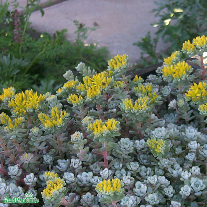 Sedum spathulifolium 'Cape Blanco' A-kval