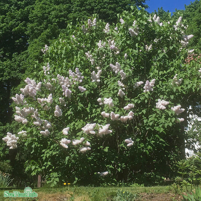 Syringa vulgaris 'Mme Lemoine' Solitär Kl 125-150cm