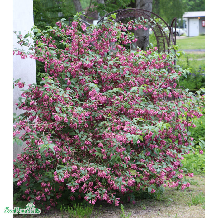 Weigela 'Bristol Ruby' Busk C5