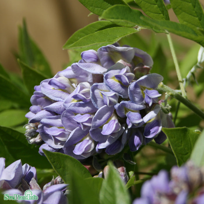Wisteria frutescens 'Amethyst Falls' Spaljé C7