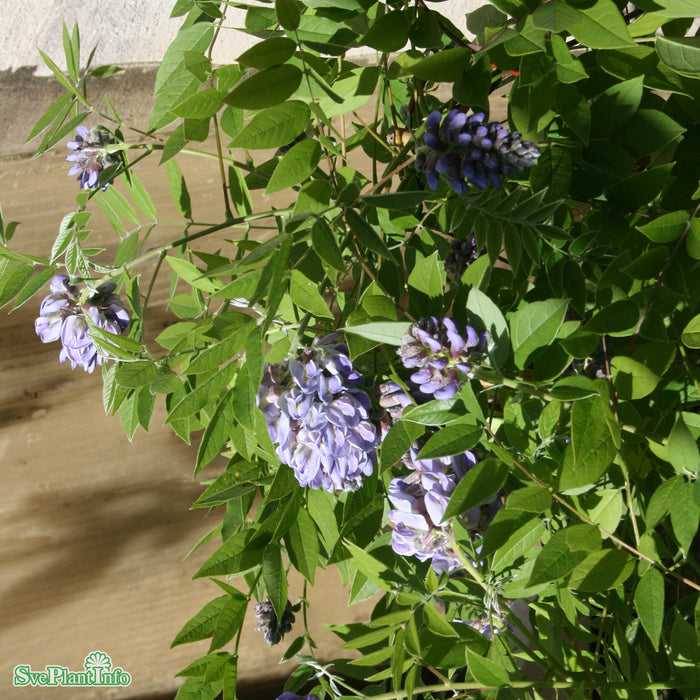 Wisteria frutescens 'Amethyst Falls' Spaljé C7