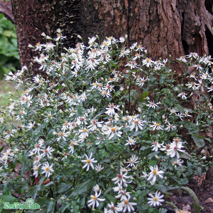 Eurybia divaricata A-kval