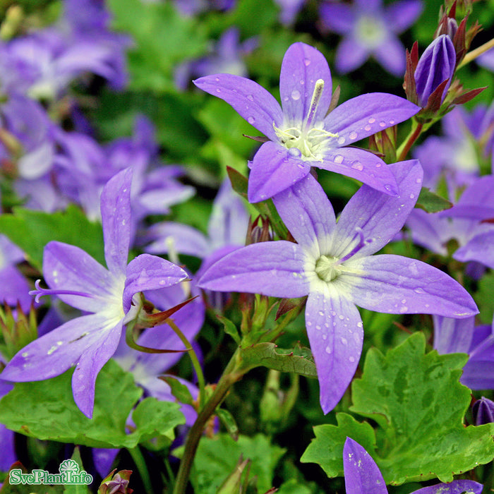 Campanula poscharskyana 'Stella' A-kval