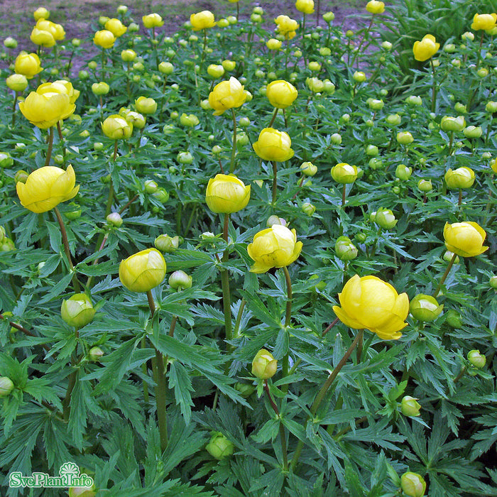 Trollius europaeus A-kval