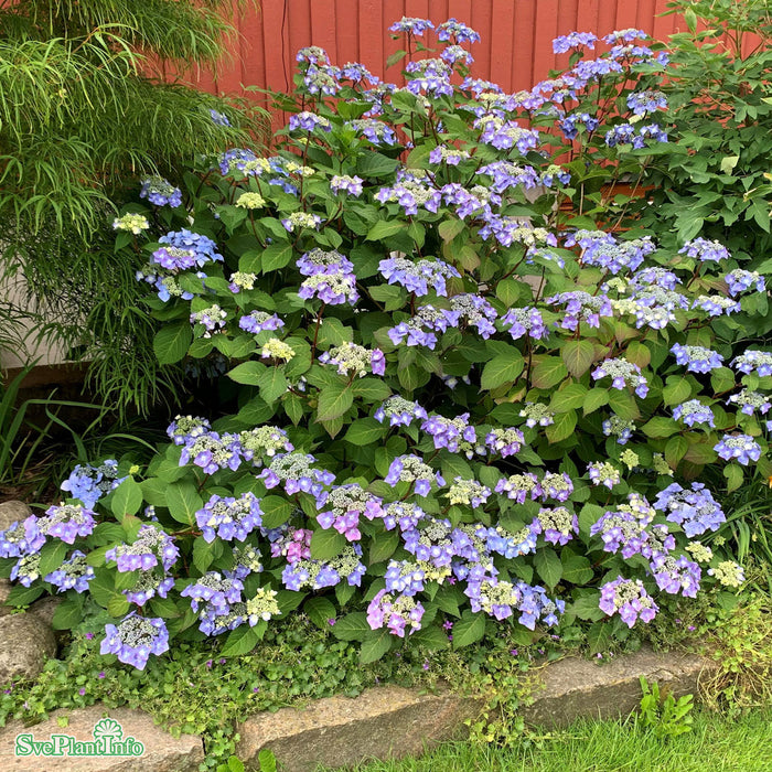 Hydrangea macrophylla 'Twist-N-Shout' Busk C5