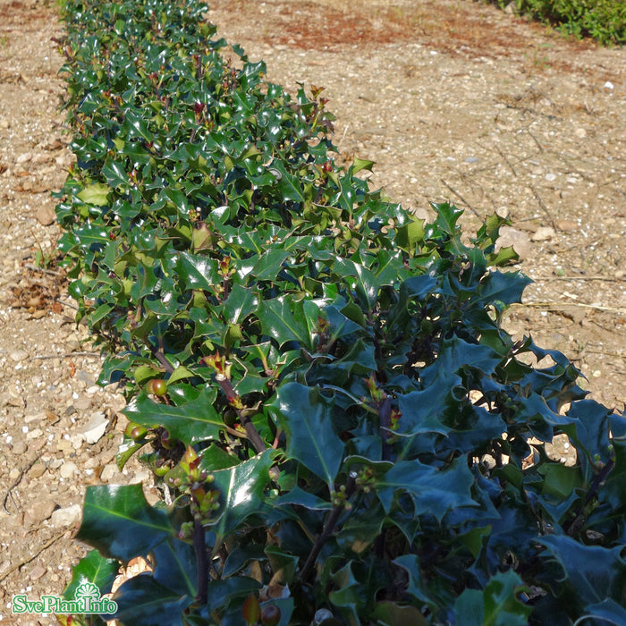 Ilex meserveae 'Little Rascal' Busk C6