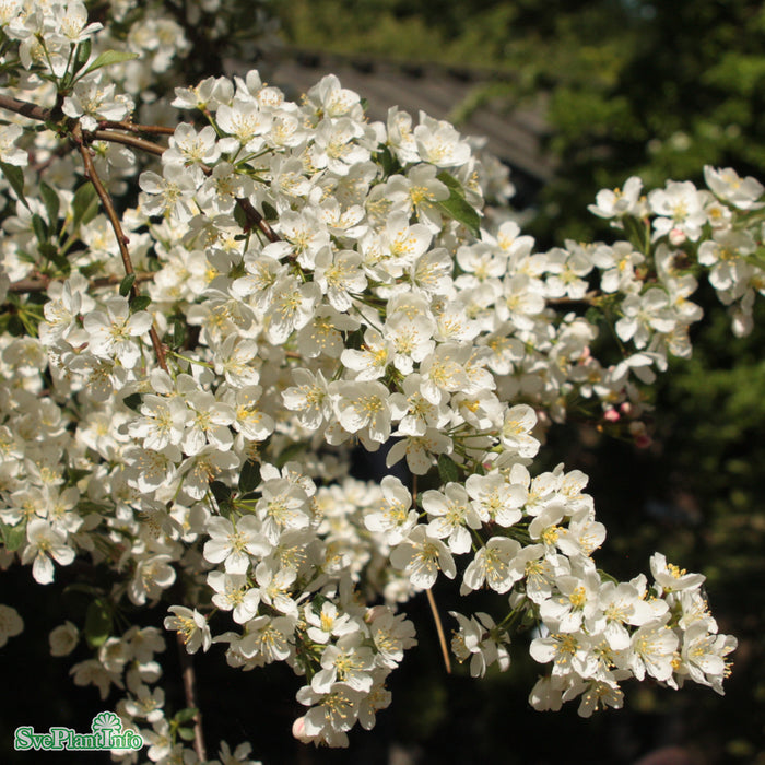 Malus toringo var. sargentii 'Tina' Stam C15 180cm So 6-9