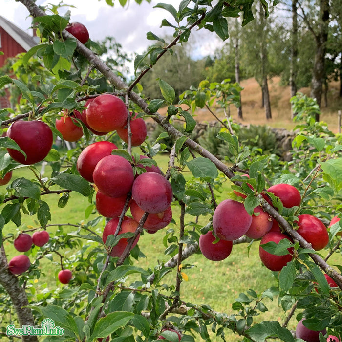 Prunus Komet E P.cer 4-års