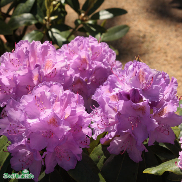 Rhododendron 'Catawbiense Grandiflorum' C12