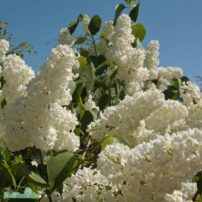 Syringa vulgaris 'Mme. Florent Stepman' Solitär Kl 150-175cm