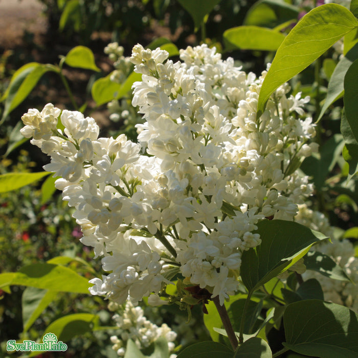 Syringa vulgaris 'Mme Lemoine' Busk C5