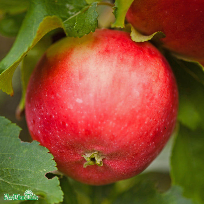 Malus domestica 'Alice' A2 Stam 2-års A-kval Co