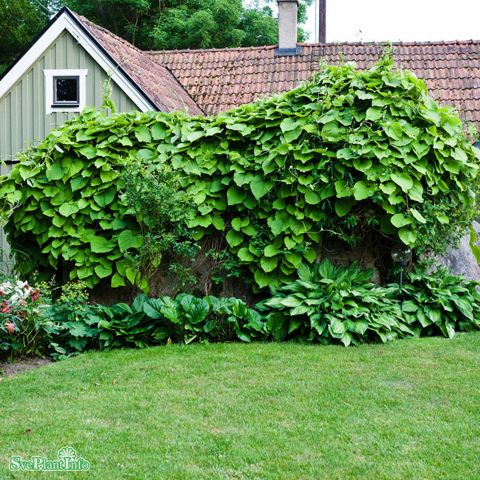 Aristolochia manshuriensis E A-kval