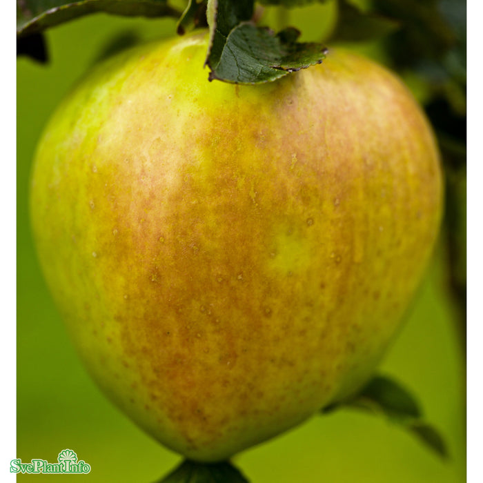 Malus domestica 'Filippa' E MM111 Stam 2-års A-kval  Co