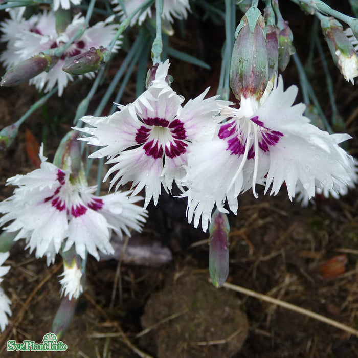 Dianthus plumarius ’Marieberg’ A-kval