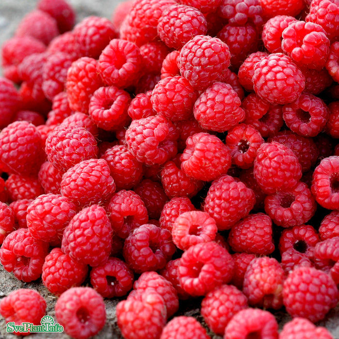 Rubus (Hallon) 'Glen Ample' A-kval C2