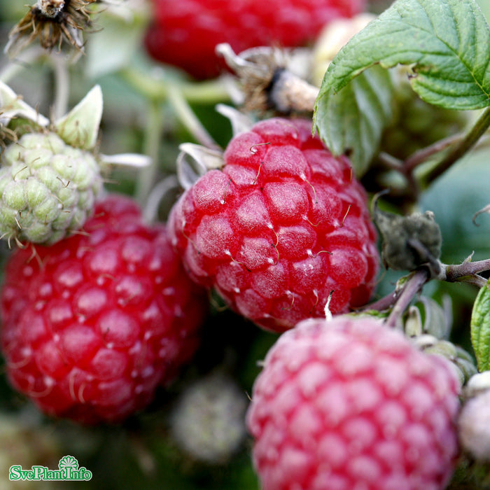Rubus (Hallon) 'Glen Ample' A-kval C2