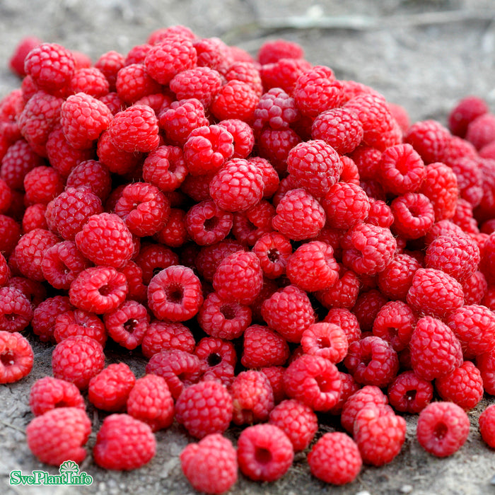 Rubus (Trädgårdshallon) 'Glen Ample' E A-kval C2