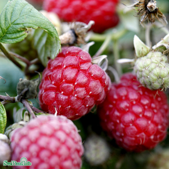 Rubus (Trädgårdshallon) 'Glen Ample' E A-kval C2