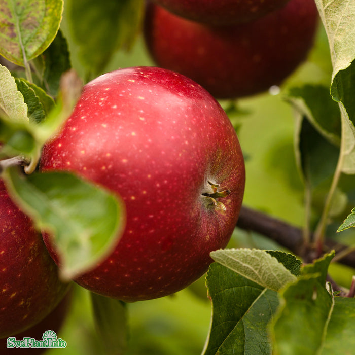 Malus domestica 'Ingrid Marie' E A2 Stam Kl 5-6 år
