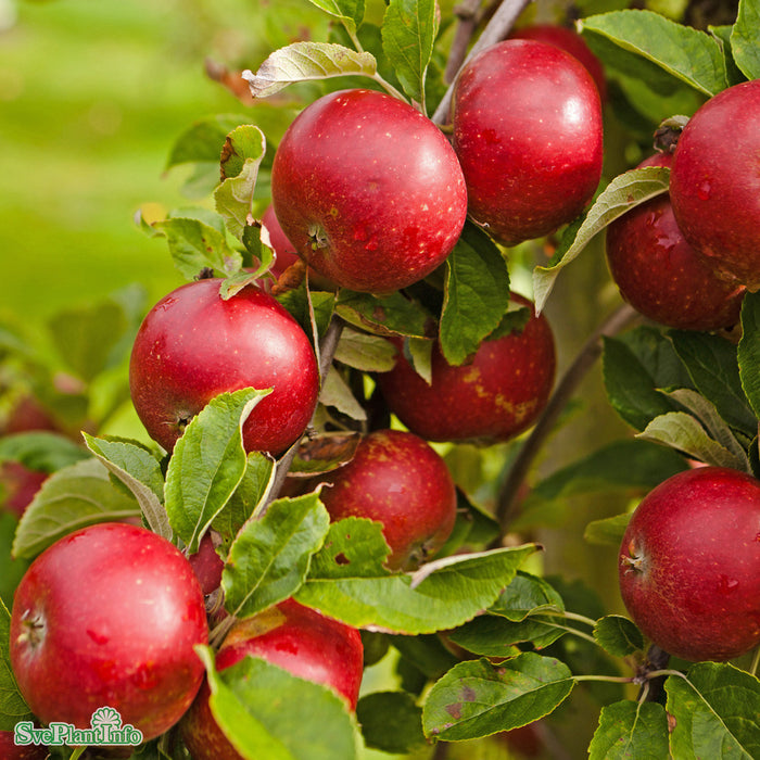 Malus domestica 'Ingrid Marie' E A2 Stam Kl 5-6 år