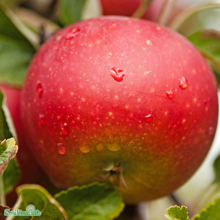 Malus domestica 'Ingrid Marie' E A2 Stam Kl 5-6 år