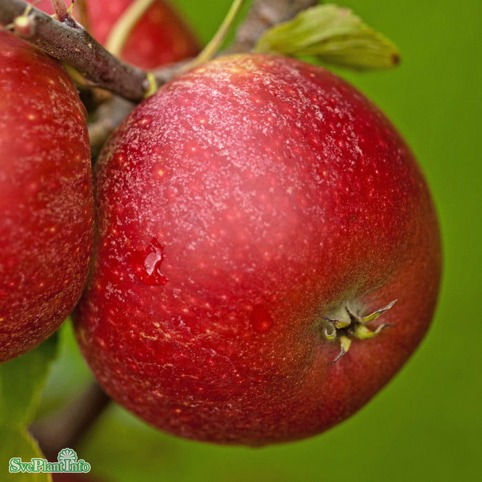 Malus domestica 'Ingrid Marie' E A2 Stam Kl 5-6 år