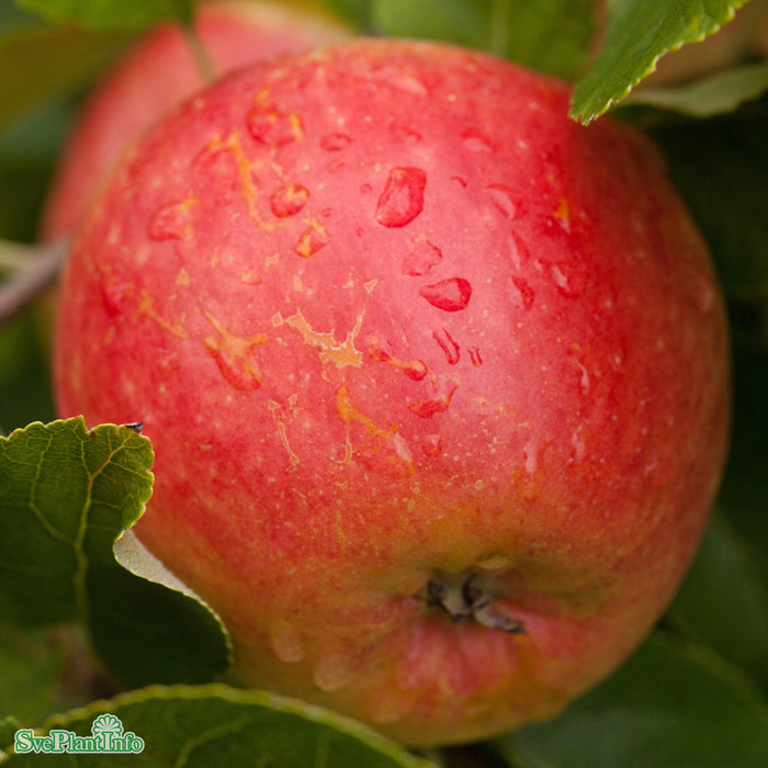 Malus domestica 'James Grieve' E A2 Stam 2-års A-kval Co
