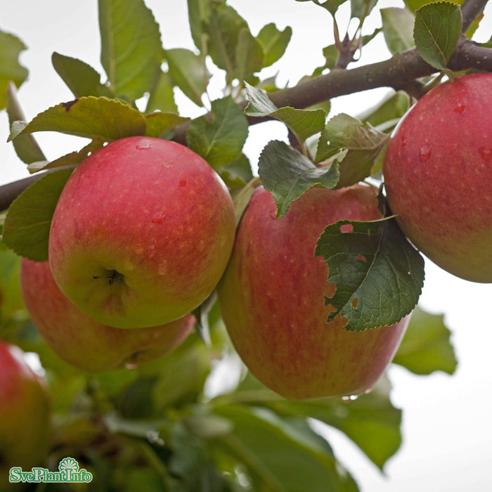 Malus domestica 'James Grieve' E A2 Stam Kl 4 års