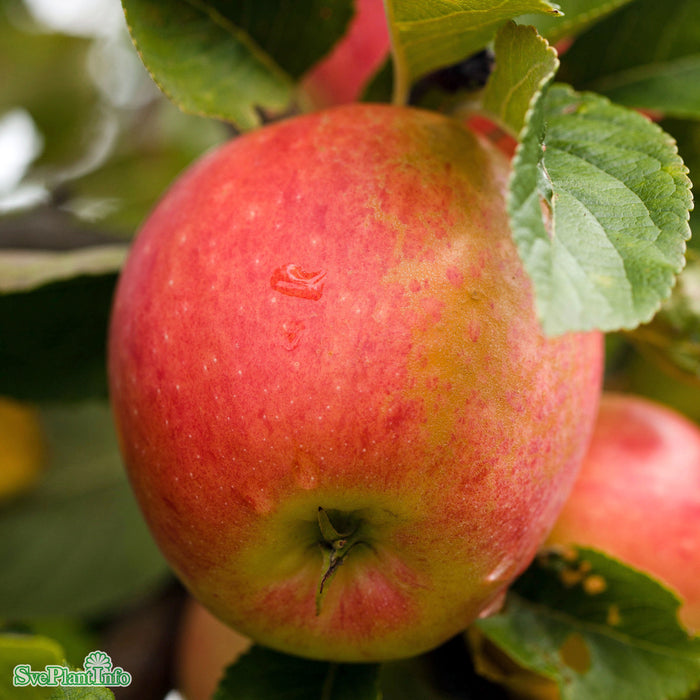 Malus domestica 'James Grieve' E A2 Stam 2-års A-kval Co