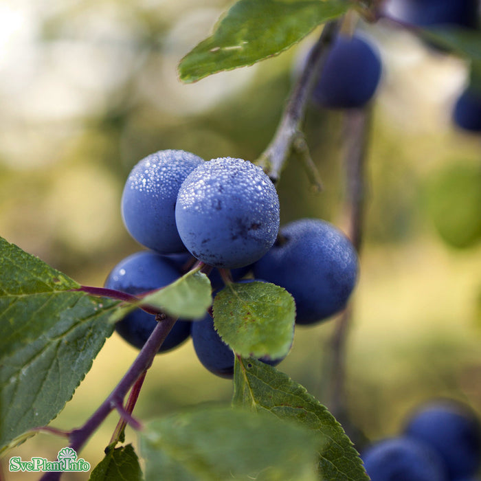 Prunus domestica 'Krikon från Balsgård' Stam 2-års A-kval Co