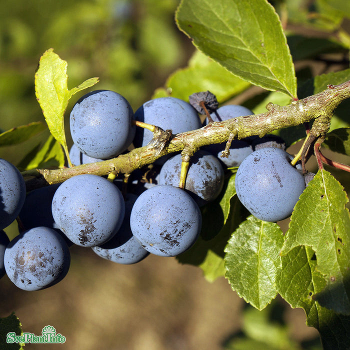 Prunus domestica 'Krikon från Balsgård' Stam 2-års A-kval Co