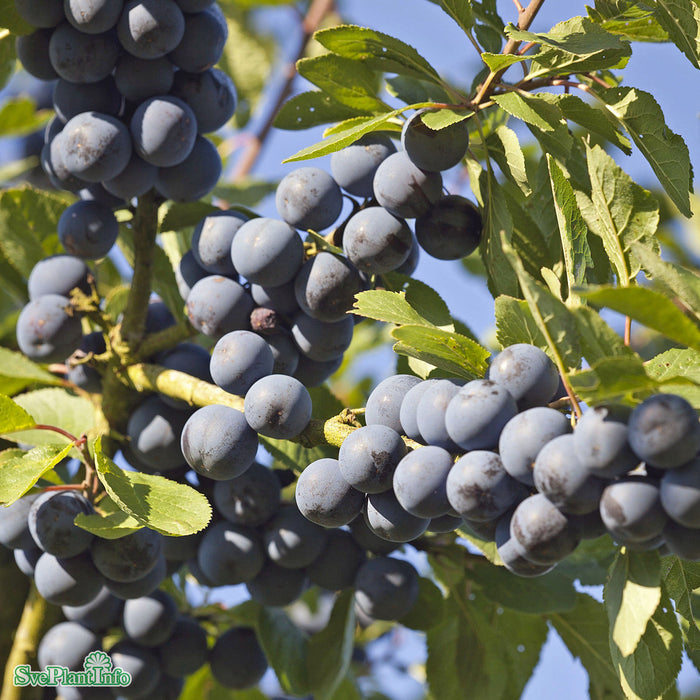 Prunus domestica 'Krikon från Balsgård' Stam 2-års A-kval Co