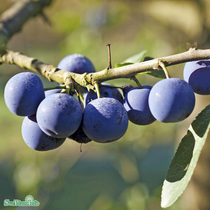 Prunus domestica 'Krikon från Balsgård' Stam 2-års A-kval Co