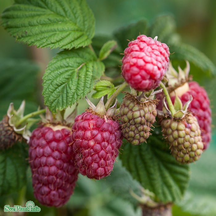 Rubus (Trädgårdshallon) 'Laszka' E A-kval C2
