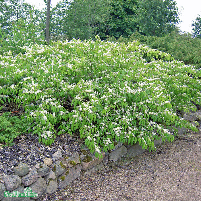 Lonicera maackii 'Kristall' E Sol 80-100 C10