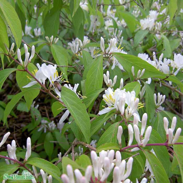 Lonicera maackii 'Kristall' E C5