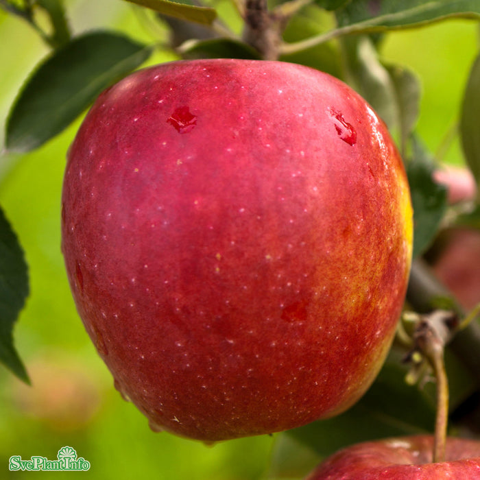 Malus domestica 'Lovisa' E A2 Stam 4 års Co