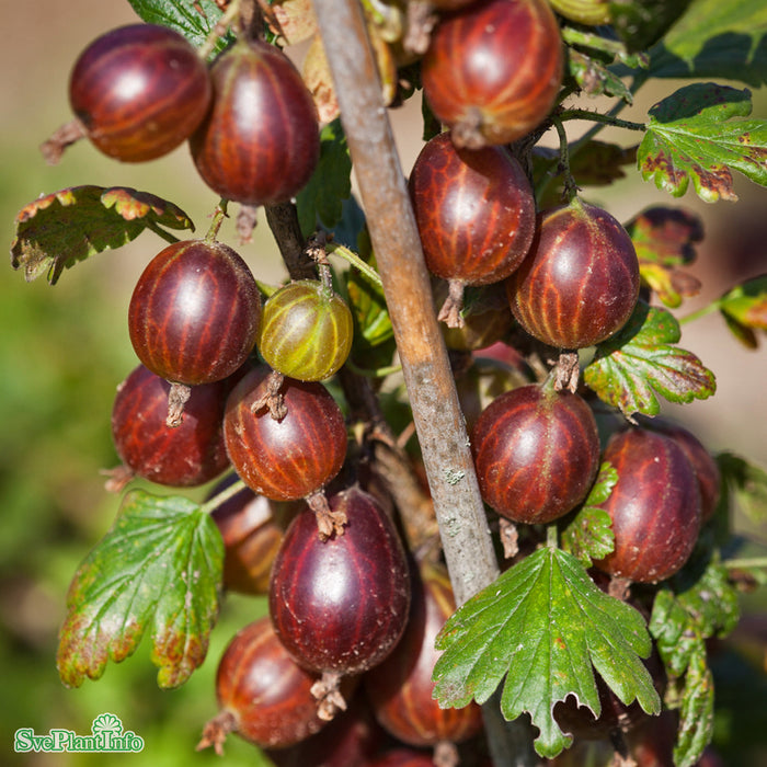 Ribes (Grossularia) 'Martlet' E Halvsolitär C15