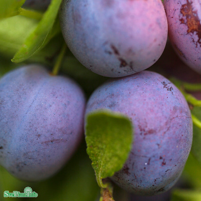 Prunus domestica 'Opal' E P.cer Stam 2-års A-kval Co