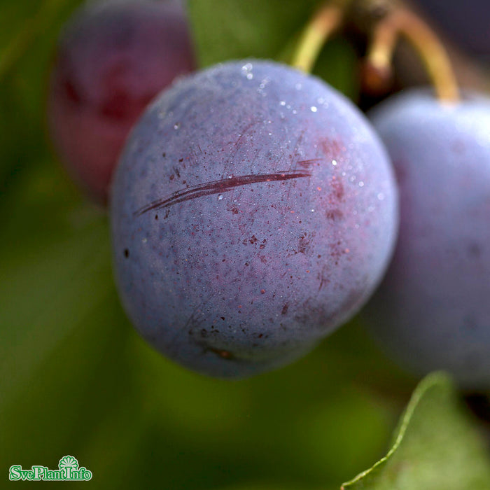 Prunus domestica 'Opal' E P.cer Stam 2-års A-kval Co
