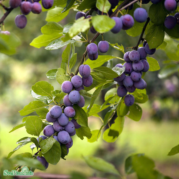 Prunus domestica 'Opal' E Stam Kl 4 års