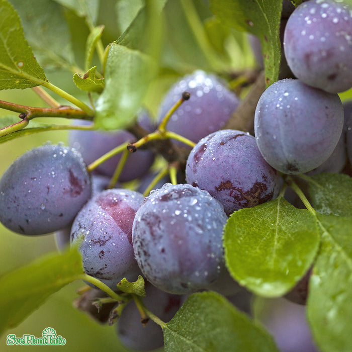 Prunus domestica 'Opal' E Stam Kl 5-6 år