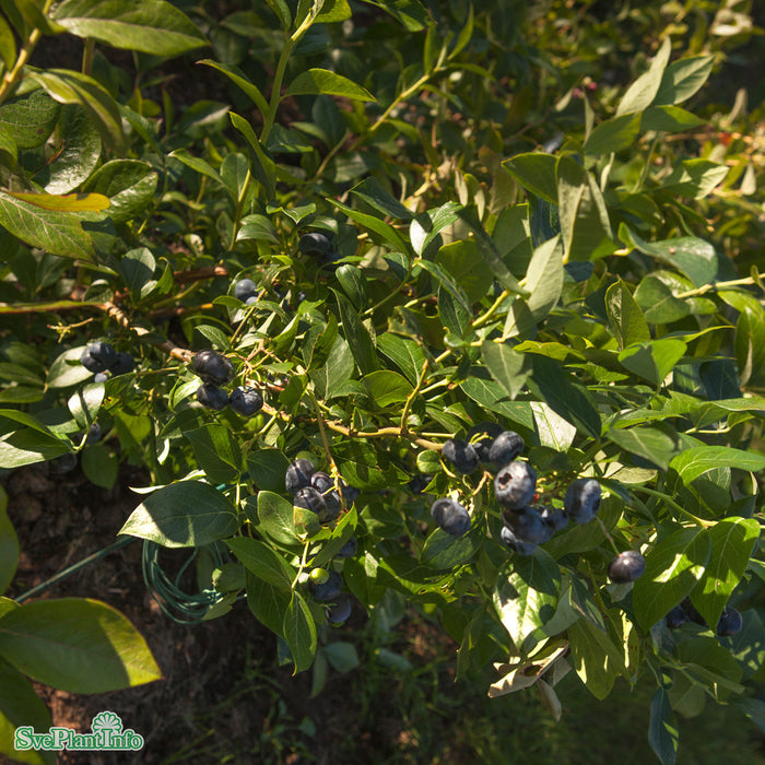 Vaccinium corymbosum Pelle E  A kval C2