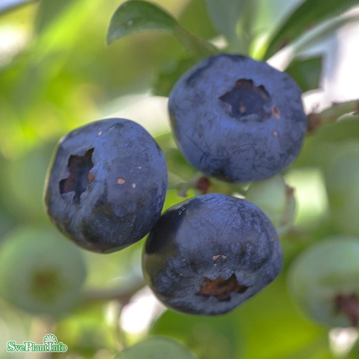 Vaccinium corymbosum Pelle E Busk C3,5