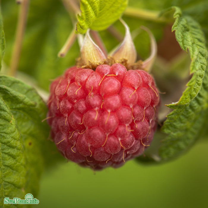 Rubus (Hallon) 'Preussen' A-kval C2
