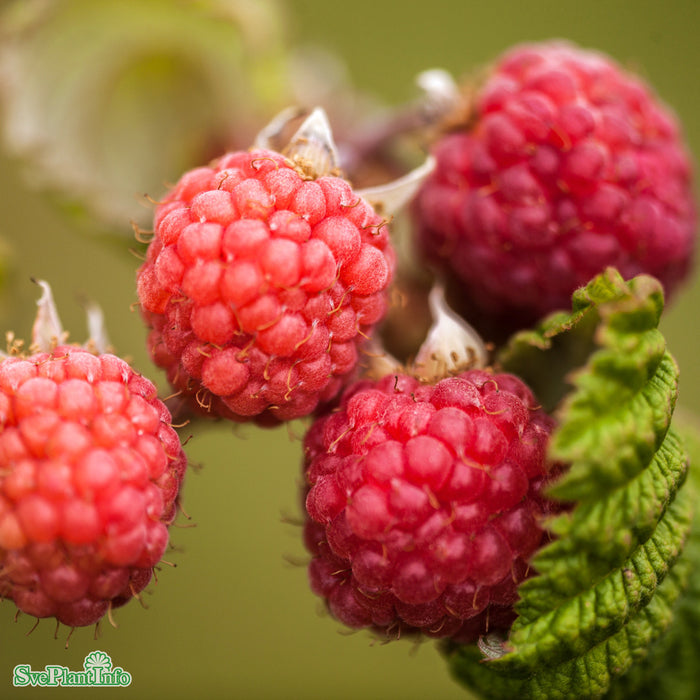 Rubus (Hallon) 'Preussen' A-kval C2