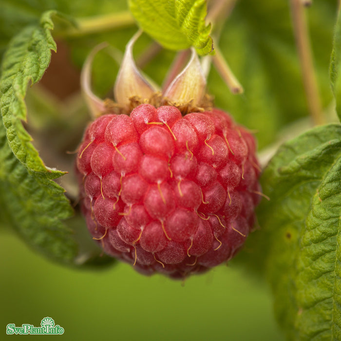 Rubus (Hallon) 'Preussen' E A-kval  C2